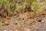 טללית D. filiformis