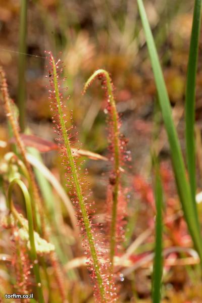 טללית D. filiformis