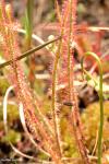 טללית D. filiformis