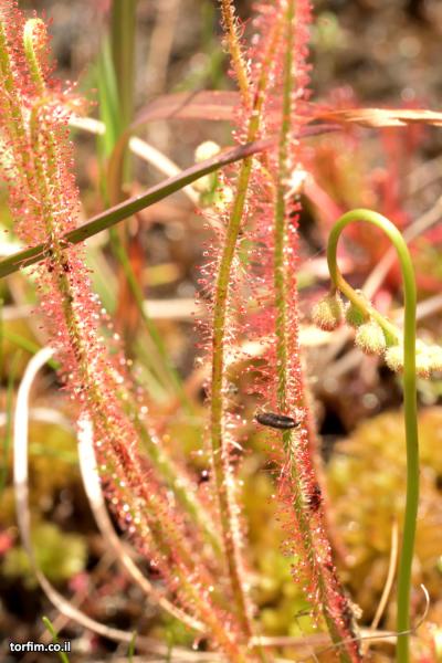 טללית D. filiformis