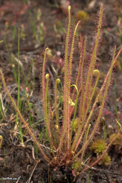 טללית D. filiformis