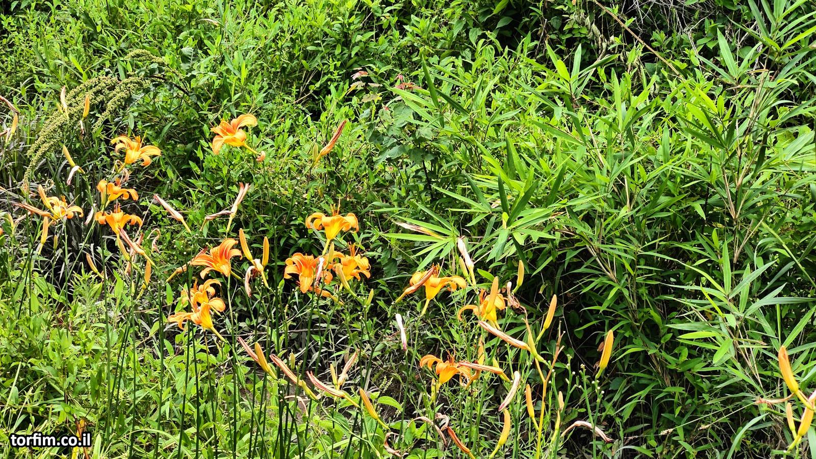 פריחת שושני בר לאורך הכביש