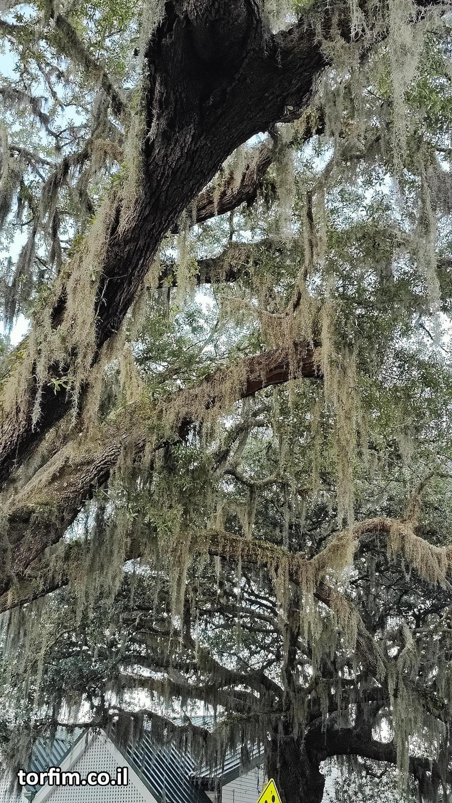 טילנדסיות מעטרות עץ