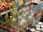 תצוגת צמחים טורפים למכירה בשוק הפרחים