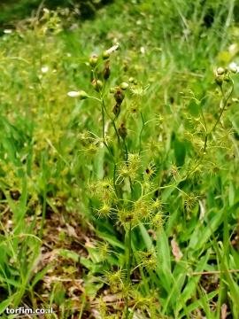 טללית לונטה Drosera lunata