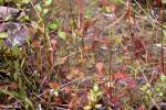 טללית עגולת עלה Drosera rotundifolia