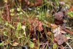 טללית עגולת עלה Drosera rotundifolia