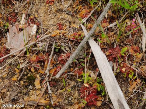 טללית טוקויאנסיס Drosera tokoiensis