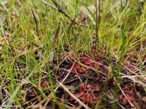 טללית טוקויאנסיס Drosera tokoiensis