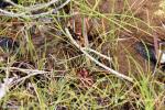 טללית טוקויאנסיס Drosera tokoiensis