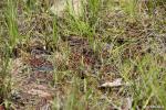 טללית טוקויאנסיס Drosera tokoiensis