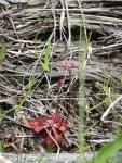 טללית טוקויאנסיס Drosera tokoiensis