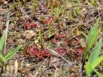 טללית טוקויאנסיס Drosera tokoiensis