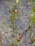 טללית טוקויאנסיס Drosera tokoiensis