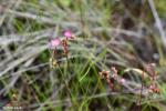 פריחת טללית טוקויאנסיס Drosera tokoiensis