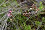 פריחת טללית טוקויאנסיס Drosera tokoiensis