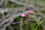 פריחת טללית טוקויאנסיס Drosera tokoiensis