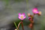 פריחת טללית טוקויאנסיס Drosera tokoiensis