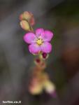 פריחת טללית טוקויאנסיס Drosera tokoiensis