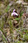 סחלב Pogonia japonica