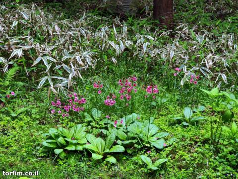 נר לילה ורוד יפני (Japanese Primrose (Primula japonica)) בדרך לצוק