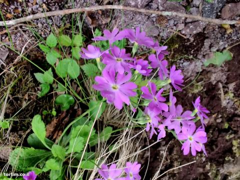 צמחים שונים בדרך לצוק (כנראה Primula sieboldii)
