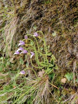 חמאית Pinguicula ramosa על הצוק