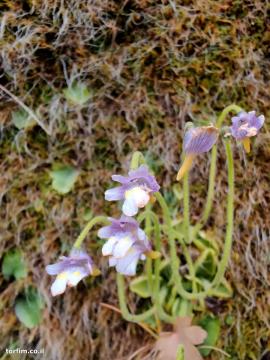 חמאית Pinguicula ramosa על הצוק