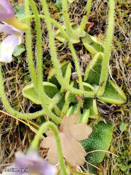 מלכודות הדבק של חמאית Pinguicula ramosa