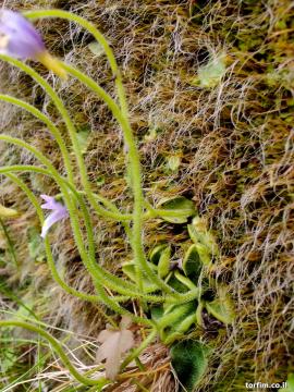 חמאית Pinguicula ramosa על הצוק