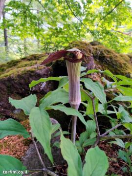 צמחים שונים בדרך לצוק (ממשפחת Arisaema)
