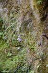 חמאית Pinguicula ramosa על הצוק
