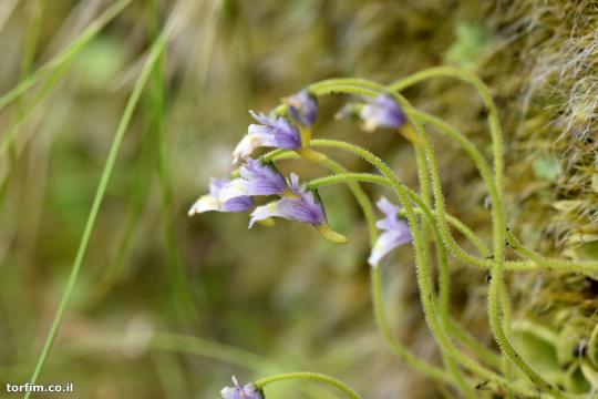 חמאית Pinguicula ramosa על הצוק