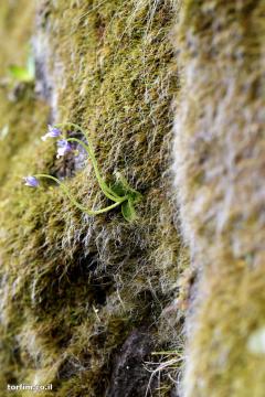 חמאית Pinguicula ramosa על הצוק