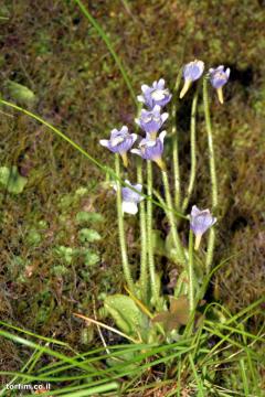 חמאית Pinguicula ramosa על הצוק