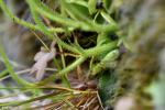 פיצול עמודי הפריחה של חמאית Pinguicula ramosa