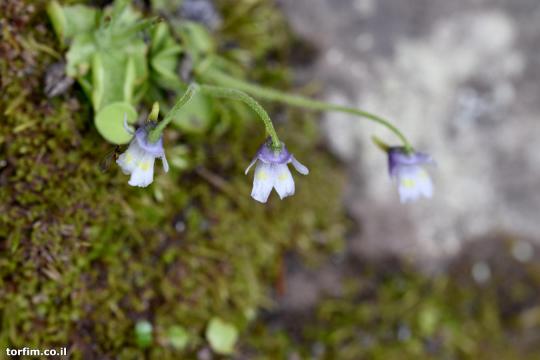 חמאית Pinguicula ramosa על הצוק