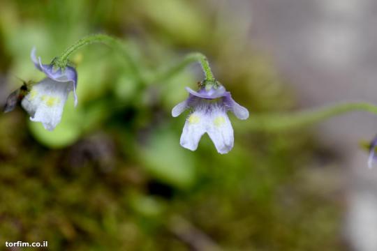 פרח חמאית Pinguicula ramosa