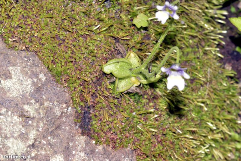 חמאית Pinguicula ramosa על סלע, ליד הצוק