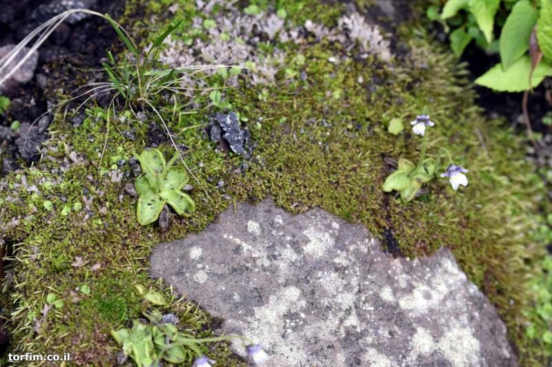 חמאית Pinguicula ramosa על סלע, ליד הצוק