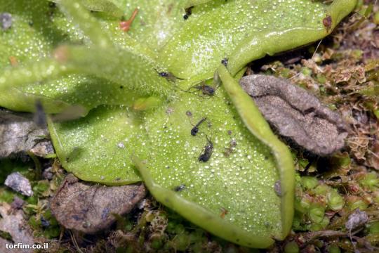 חמאית Pinguicula ramosa