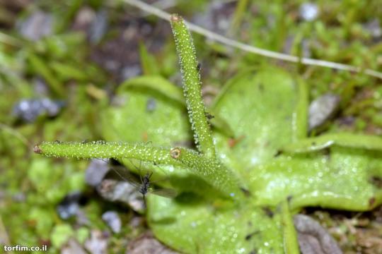 חמאית Pinguicula ramosa