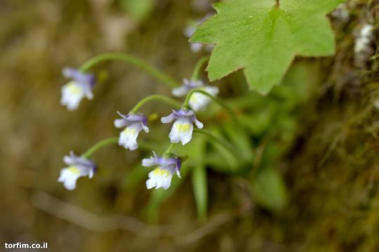 פרח חמאית Pinguicula ramosa