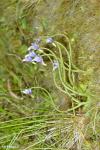 חמאית Pinguicula ramosa