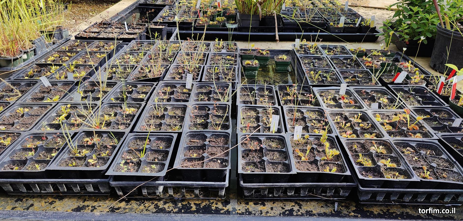 מגשי גידול בחממות הגנים הבוטאנים צפון קרולינה