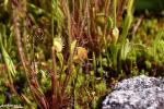 דיונאה וטללית פיליפורמיס Drosera filiformis
