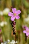 פרח טללית פיליפורמיס Drosera filiformis