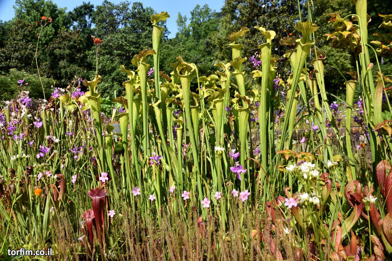 תצוגה של שופריות היברידיות, טלליות ודיונאה