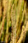 מלכודת טללית פיליפורמיס Drosera filiformis