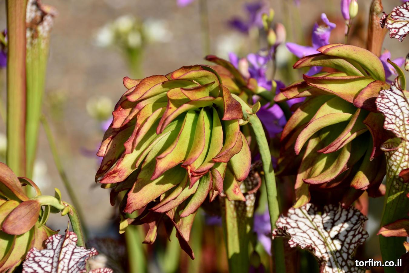 פרח שופרית לבנה S. leucophylla tarnok